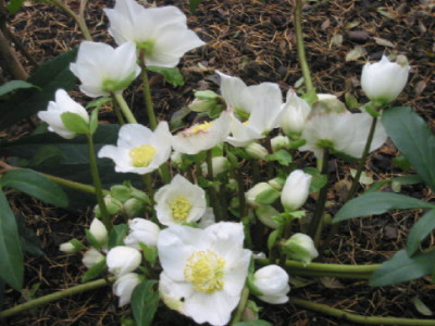 Christrose_Anfang_Dez_08.jpg