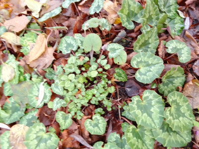 Cyc. Coum und/oder Hederifolium