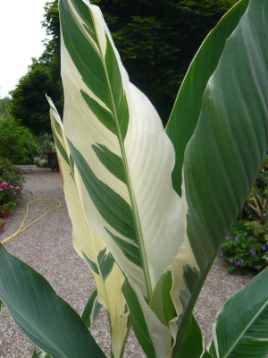 pan-Canna-1-.jpg
