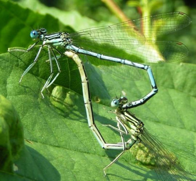 Platycnemis_pennipes_-_Blaue_Federlibelle_00.jpg