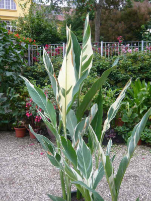 pan-Canna-2-.jpg