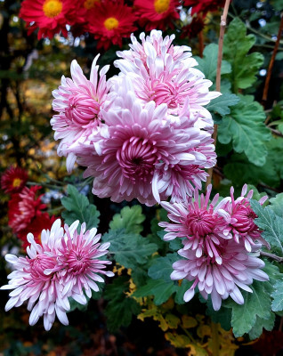 Chrysanthemum &quot; Nebelrose &quot;