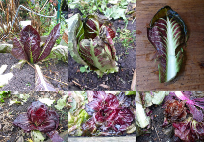 Die rote (Radicchio-) Fraktion: Zumindest relativ robust - auch ohne Abdeckung