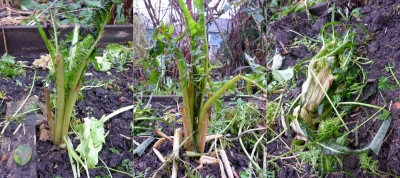 Wohl die empfindlichste (&quot;Löwenzahn-Zicchorie&quot;): Catalogna alias Punterella