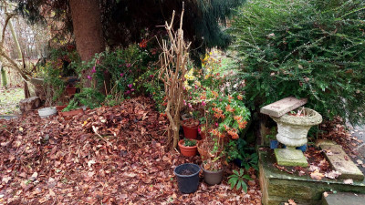 Chrysanthemenwinterquartieransicht