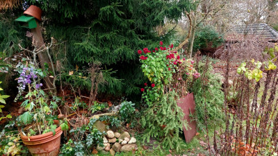 Geknickter Rittersporn / aufrechte Winteraster