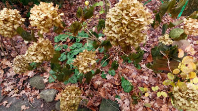 Hortensie / Blätter  von C. libanoticum.