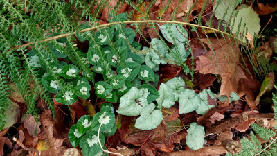 Cyclamen &quot;Silverleafs&quot; / &quot;Silverfalls&quot; ( Prov. Norna)