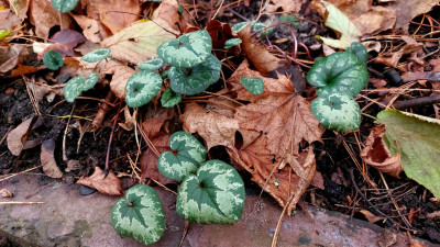 Cyclamen &quot;Cilicium&quot;