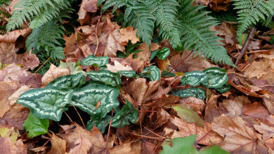 Cyclamen &quot;Fairy Rings&quot; ( Prov. Norna)