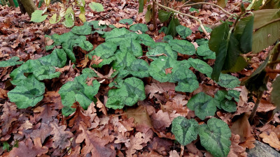 Cyclamen &quot;Libanoticum&quot;