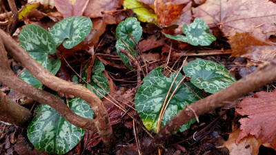 Cyclamen &quot;Pupurascens&quot;