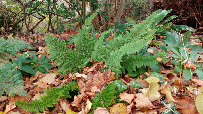Schildfarn ( Plumosum densum )