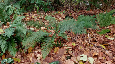 Polystichum `Polyblepharum´