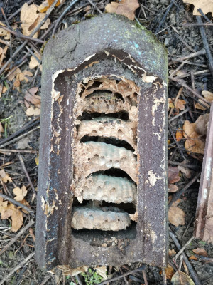 Hornisse Nistkasten offen.jpeg