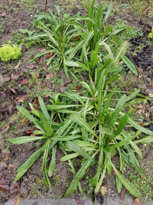 Catalogna 20251130.jpeg