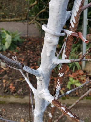 Weißanstrich Streichkalk 20251129.jpeg