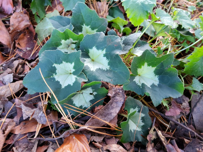 Cyclamen hederifolium gezackt unter Kiefer.jpg
