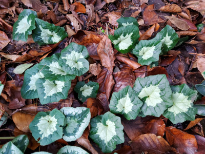 Cyclamen hederifolium ssp. crassifolium.jpg