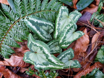 Cyclamen hederifolium Fairy Rings RB.jpg