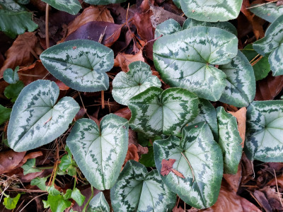 Cyclamen hederifolium RB.jpg