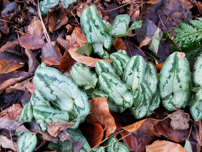 Cyclamen hederifoium 'Zungenblatt'.jpg