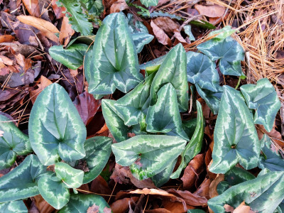 Cyclamen hederifolium 'Pfeilspitzblatt'.jpg