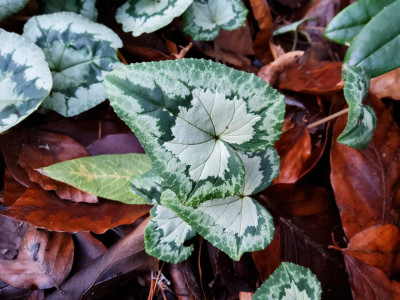 Cyclamen hederifolium Sämling.jpg