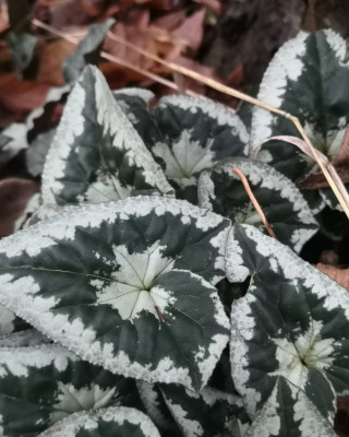 Schneckenartig eingerolltes Blatt