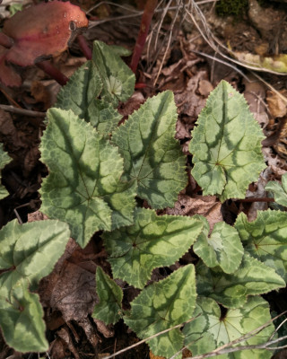 ein eher lindgrünes Exemplar mit feinem gesägtem Rand