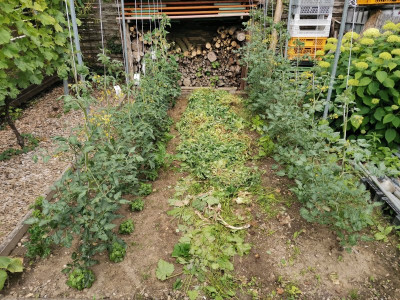 Tomaten 20250609.jpeg