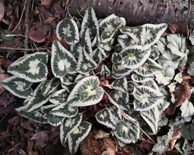 IMG_20251202_075723 Habitus Schneckenblatt.jpg