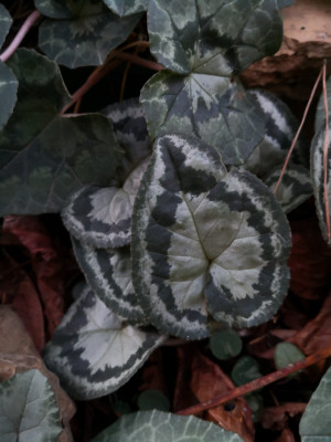 IMG_20251202_080553 Fairy rings.jpg