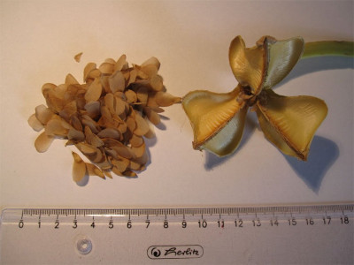 Pamianthe seeds.jpg