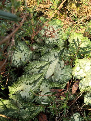 IMG_20251202_140847 evtl spiders web.jpg