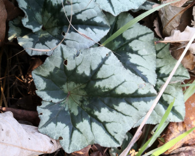 IMG_20251202_142118 spiders web evtl..jpg