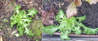 2 x &quot;Grüner Krauser&quot; (&quot;besonders frostempfindlich...&quot;!?) - nach -5°C