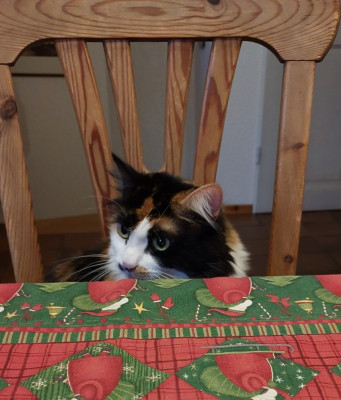 Ich will auf den Tisch