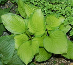 DSC_0040_Hoosier_Harmony1.jpg