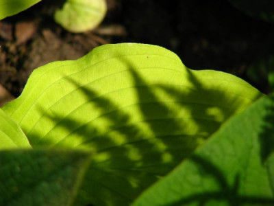 grune_schatten1.jpg