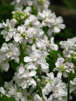 hesperis_plena.jpg