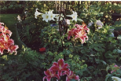 Lilien_hinterer_Gartenteil.jpg