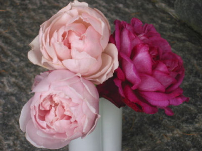 Letzte_Rosenbluten_in_2008.jpg