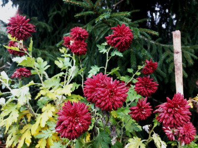 &quot;Herbstrubin&quot;