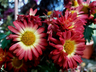 &quot;Christhmas&quot;