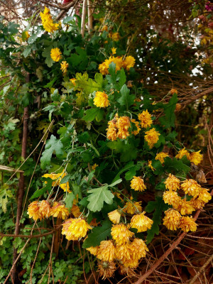 &quot;Bienchen&quot; , schon etwas matte Erscheinung.