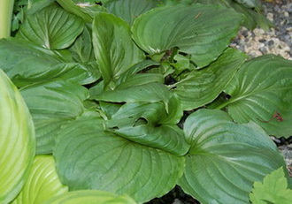 DSC_0041_Lakeside_Black_Satin1.jpg