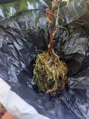 Abmoosen Schwarze Johannisbeere