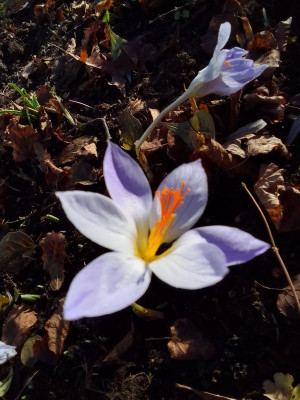 Crocus speciosus