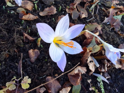 Crocus speciosus